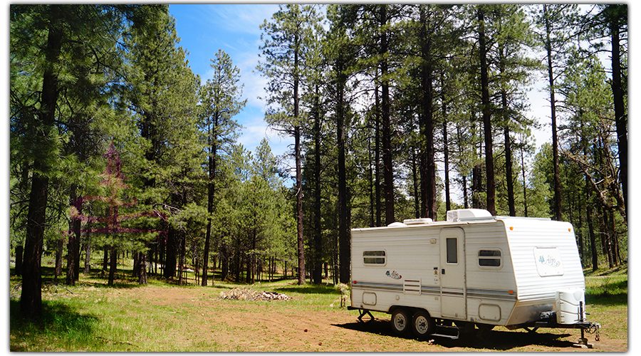 dispersed camp spot in the woods