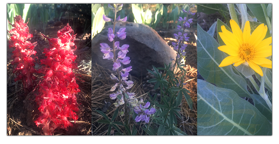 variety of wildflowers in the area