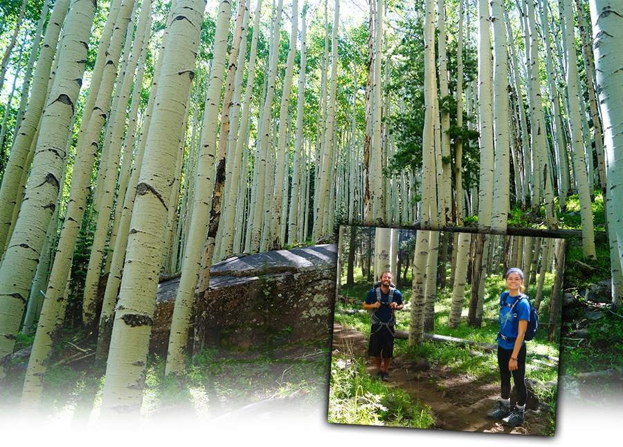 aspen grove at the start of hiking humphreys peak