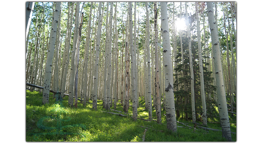 hiking through the aspen