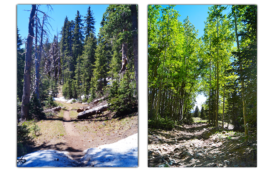 elevation gains and single track trail through the woods