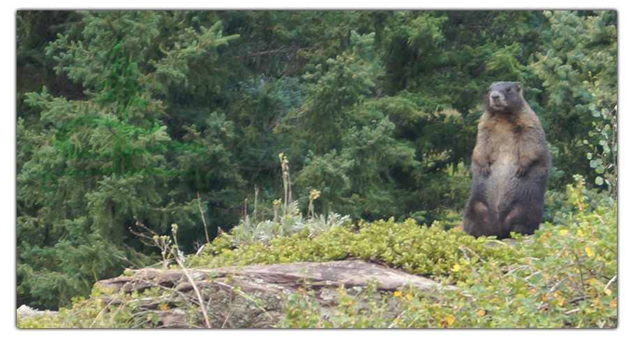 adorable marmot staring back at us