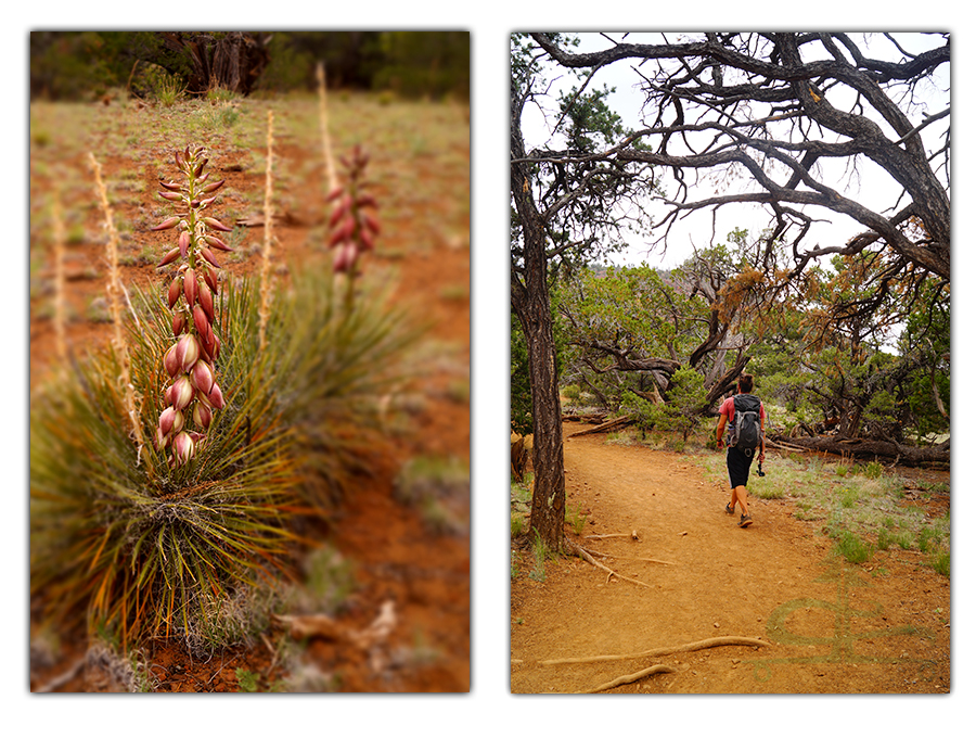 yucca plants and junipers along the red mountain trail