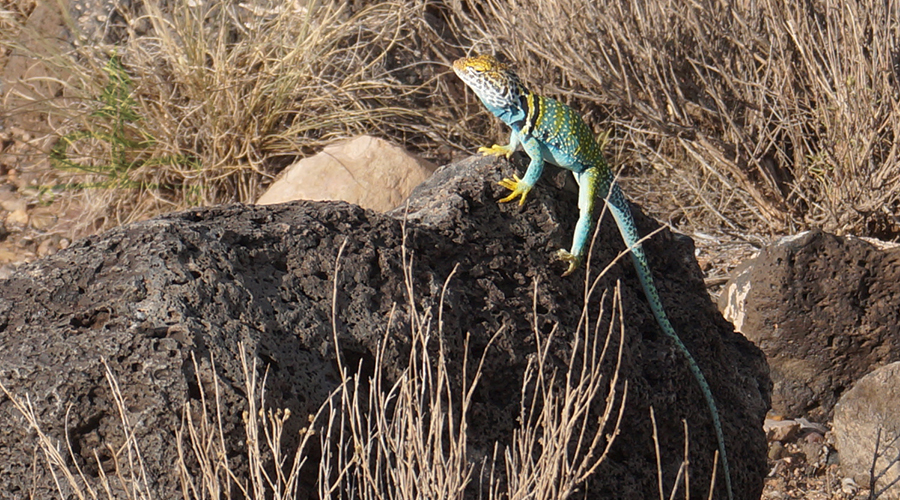 beautiful collared lizard