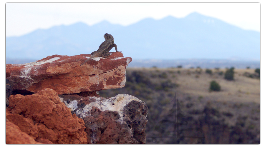 lizard on a rock taking in the view