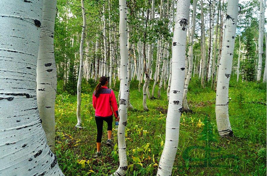 hiking through the aspen from our spot camping near crested butte