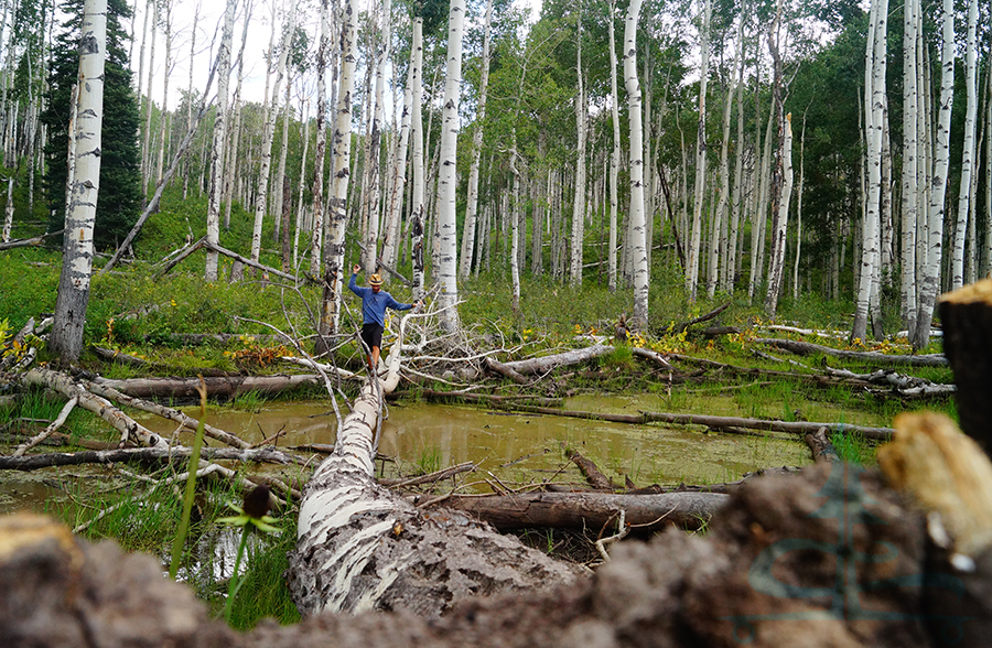 Shane walking across a fallen aspen trunk