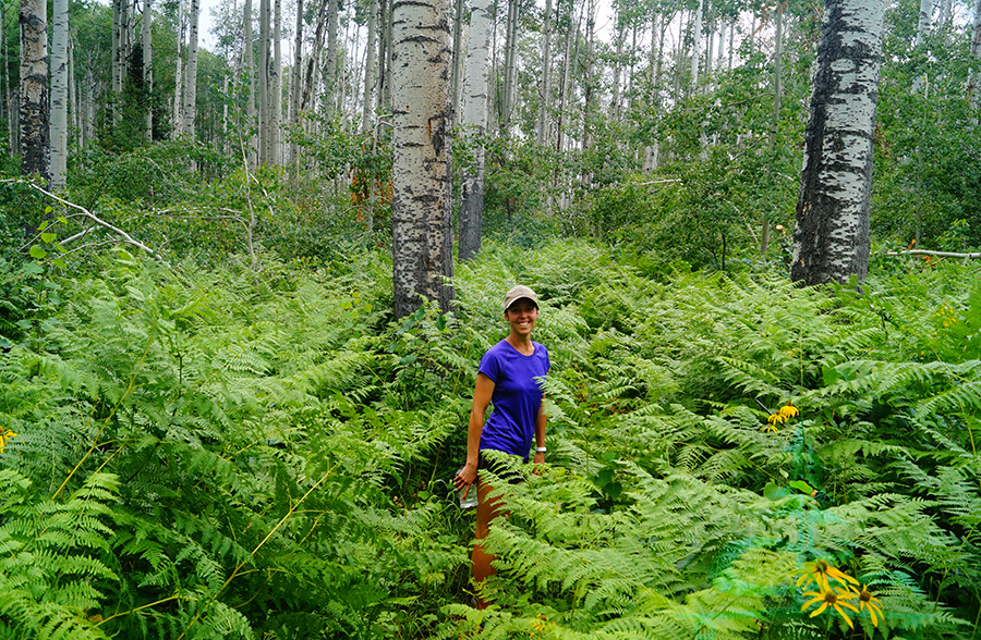 tall aspen and lush ferns near our crested butte camping spot 