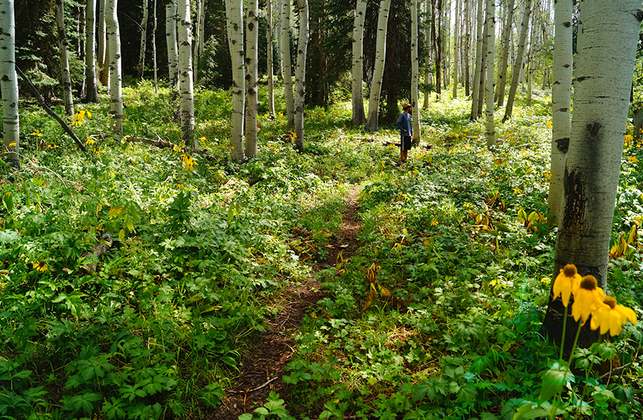 peace and solitude hiking in the aspen forest