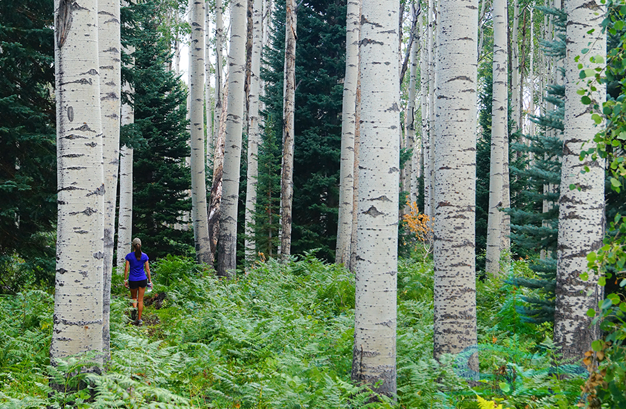 adventure in the aspen forest from our crested butte camping spot