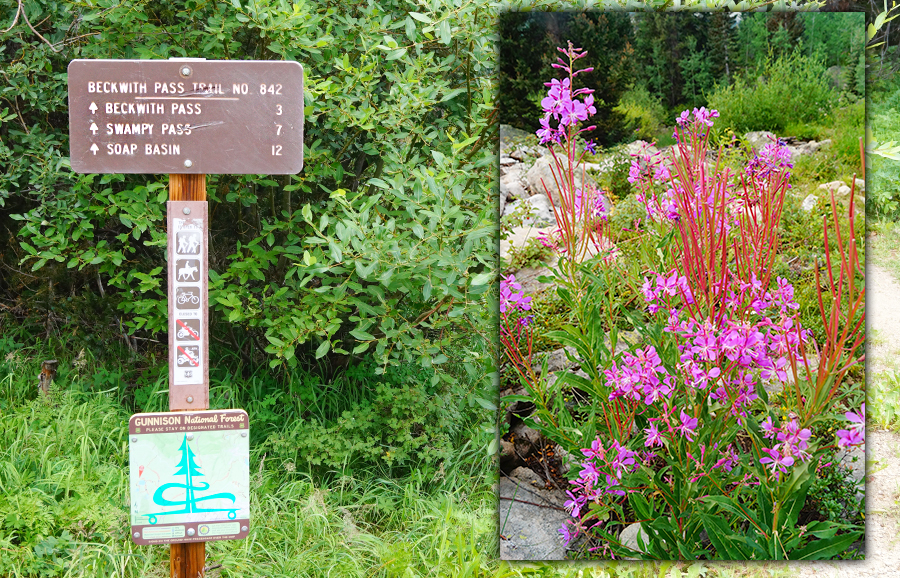 beckwith pass trail sign and flowers