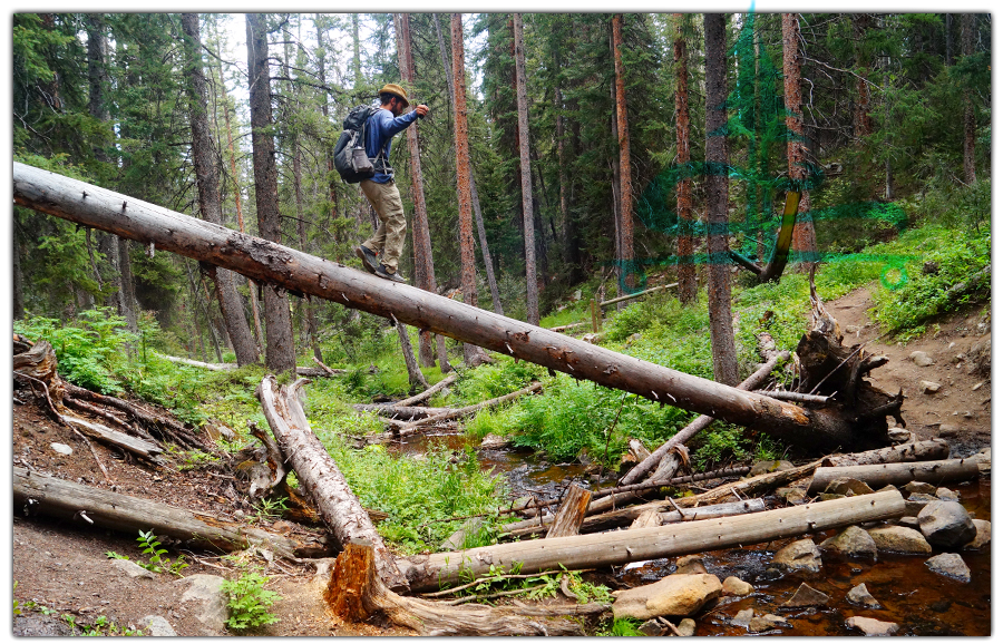 shane crossing the water on a tall slanted log