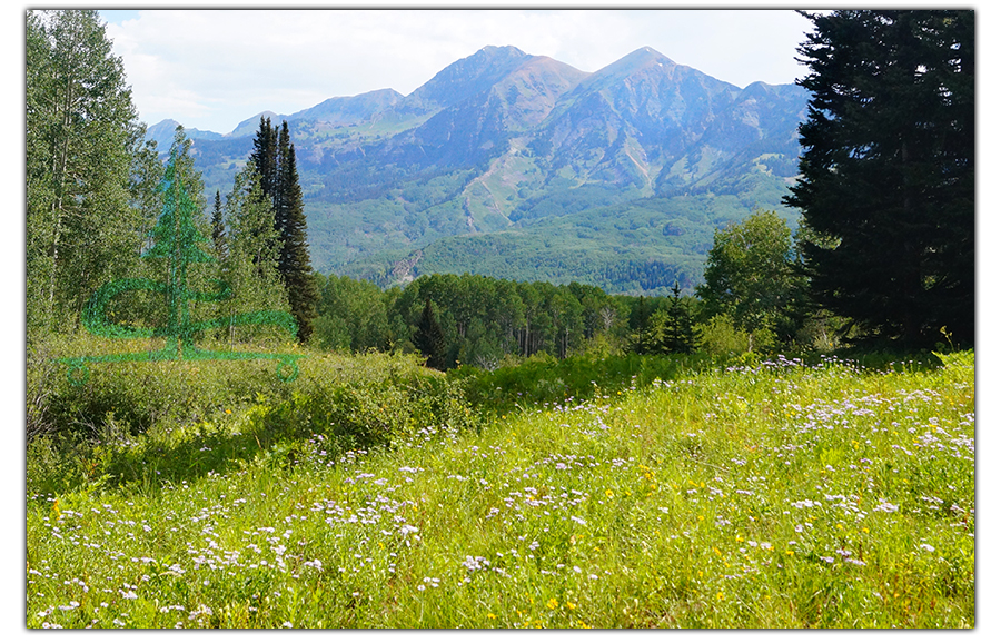 green meadows filled with wildflowers and mountain views in the distance