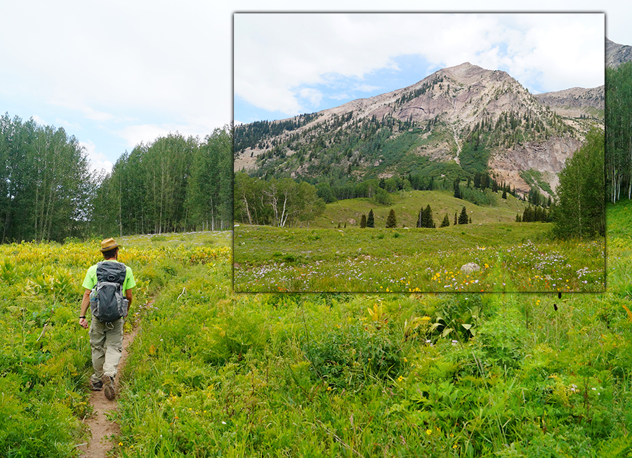 wildflowers and mountain views while hiking beckwith pass trail