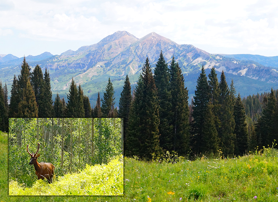 mountain views and an elk on beckwith pass trail