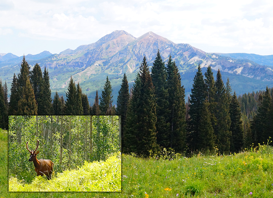 an elk we found hiking beckwith pass trail 