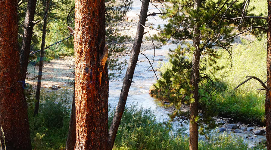 view of halfmoon creek while camping near leadville