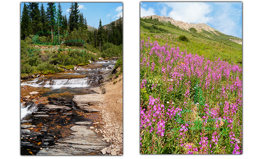 beautiful water crossing and purple wildflowers while hiking rustler gulch trail
