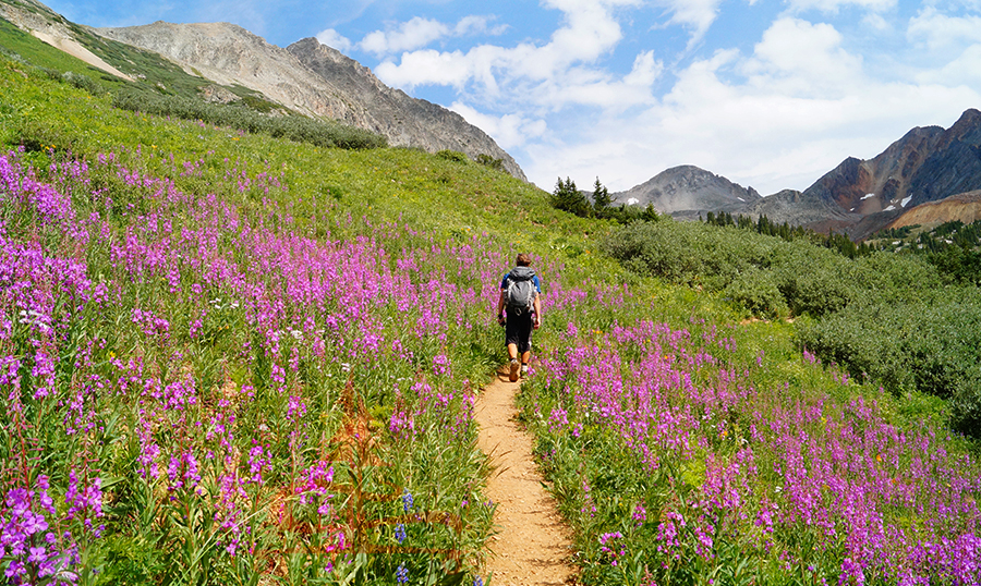 wildflower lined trail in maroon bells snowmass wilderness