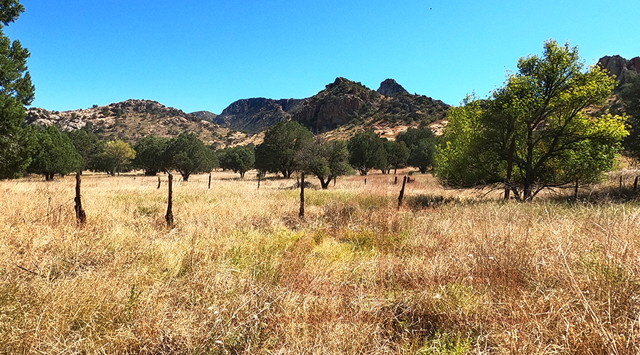 scenic trees and rocks while hiking bonita creek trail