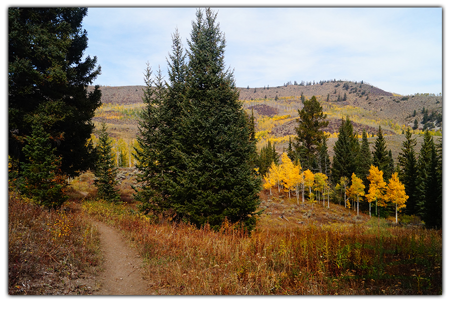 yellow aspen and conifers along the trail