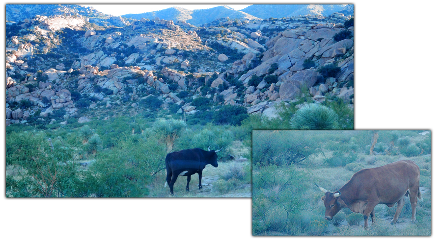 friendly cows while camping at indian bread rocks