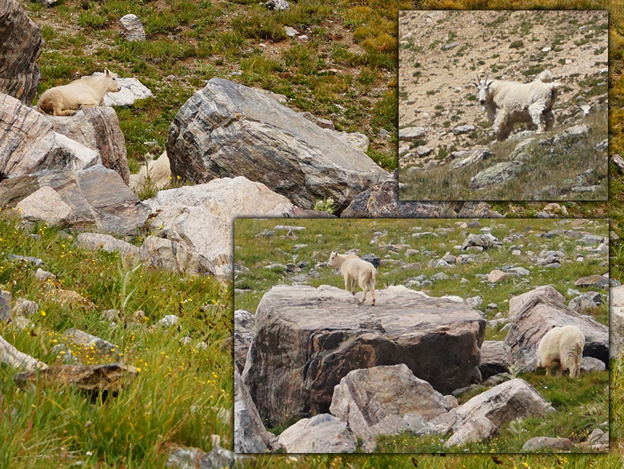 cute rocky mountain goats along the trail