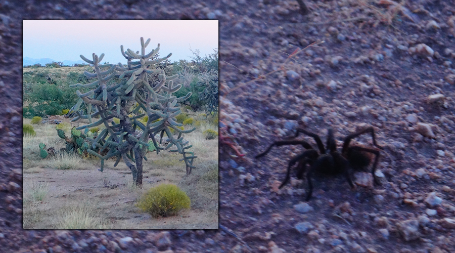 cactus and tarantula in arizona