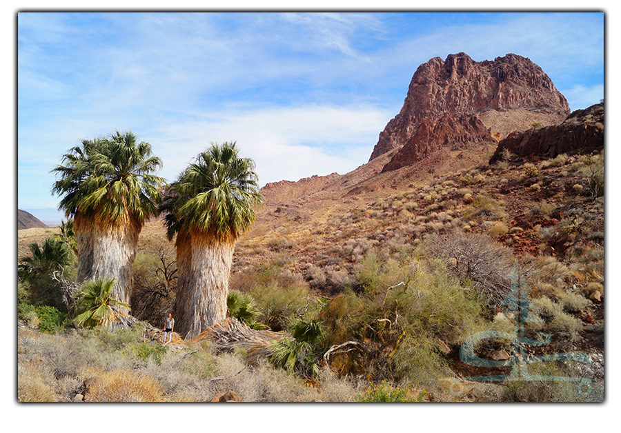 palm oasis at mopah springs