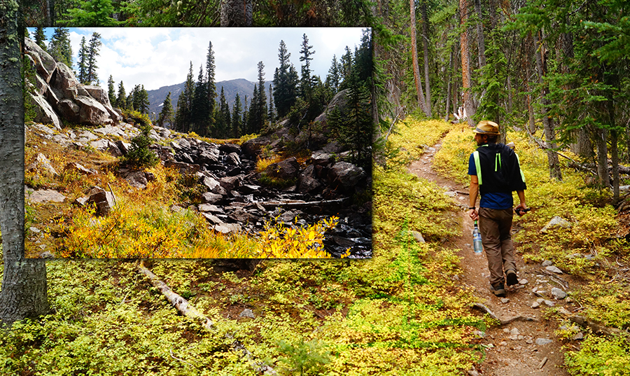 hiking through the forest on surprise lake trail