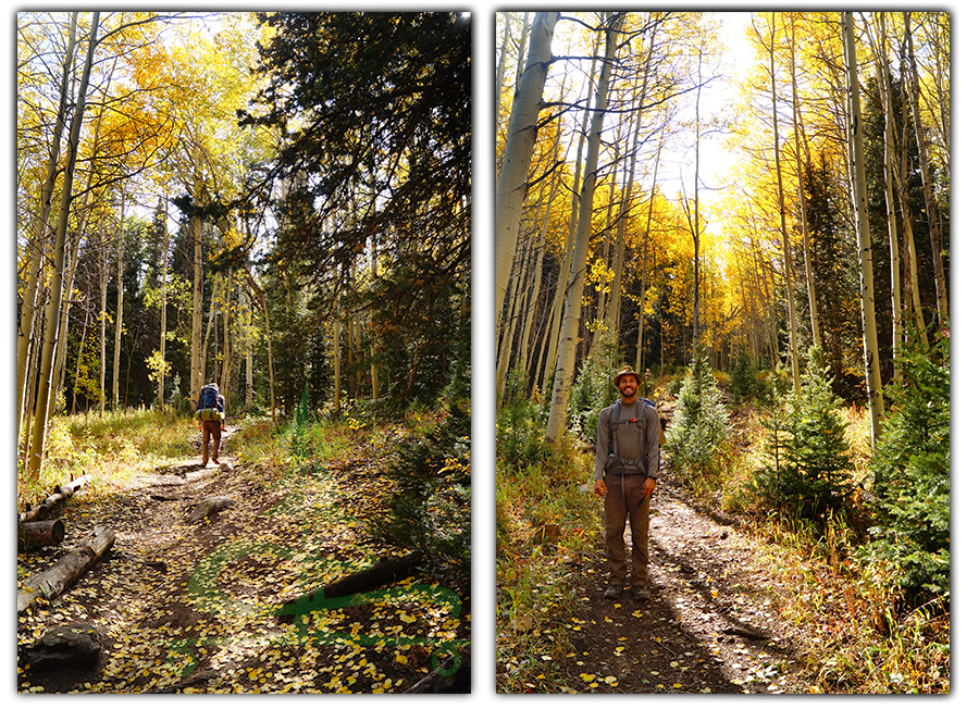 hiking through the yellow aspens