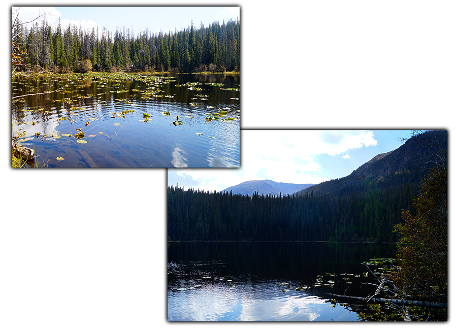 lily pads and conifers at surprise lake