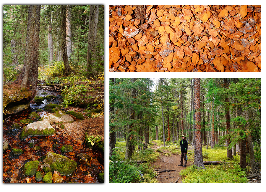 following surprise lake trail through the lush woods