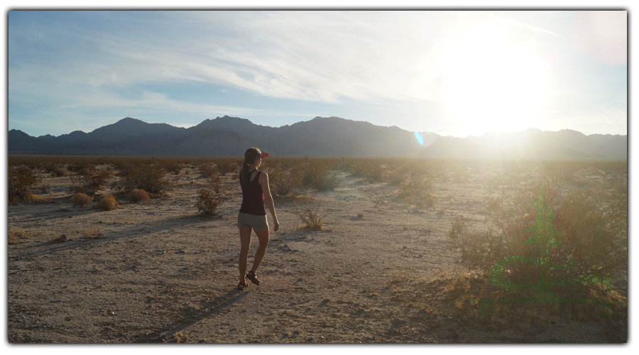 wandering around the vast desert in sheephole valley wilderness