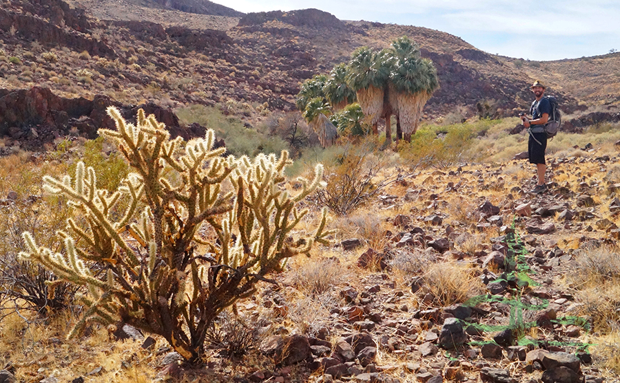 beautiful scenery on the hike to mopah spring