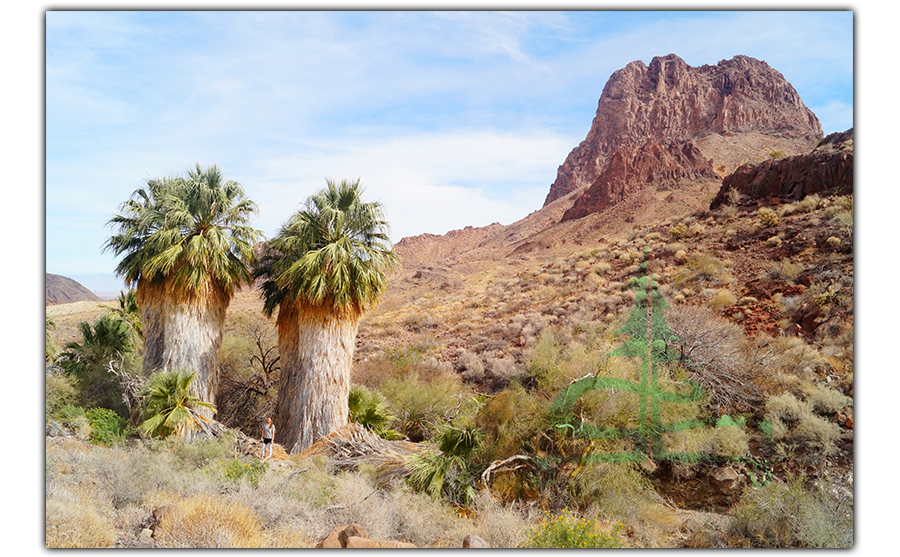 beautiful scenery of palm cluster and mopah peak