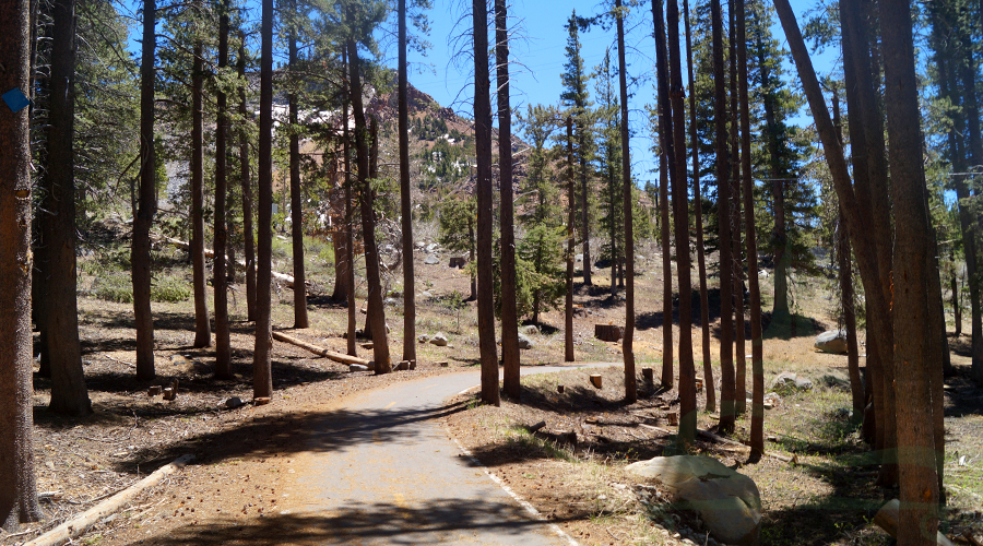 hiking through the woods on the paved lake basin trail near mammoth