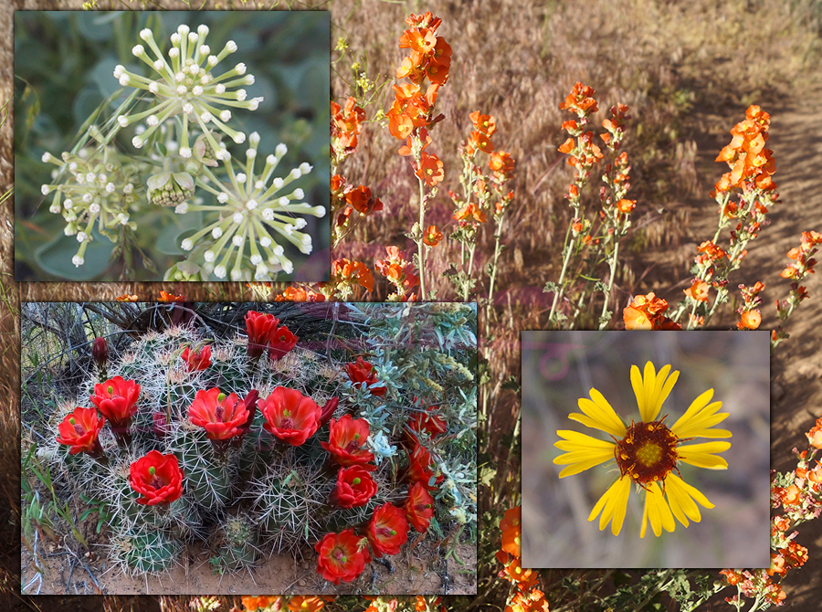 wilflowers in mcinnis canyon 