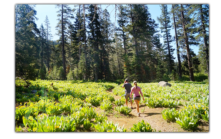 hiking through the flowers in the meadow