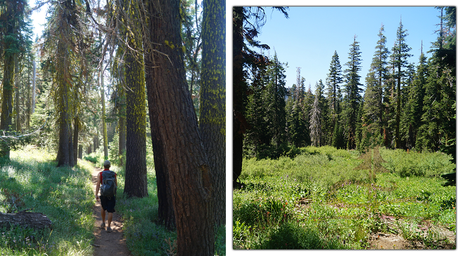 trail in the woods to big bear lake