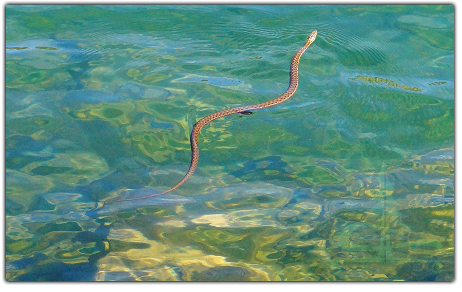 snake swimming in big bear lake