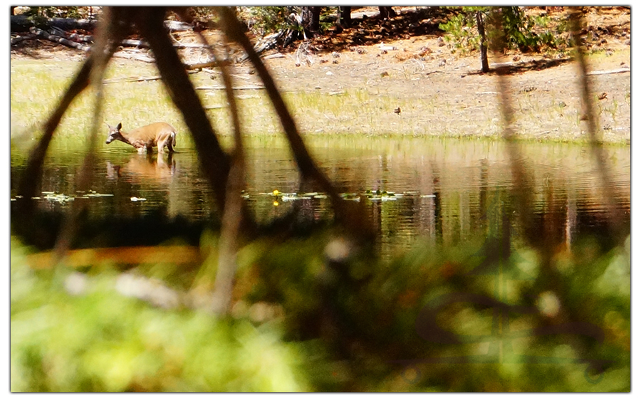 a deer wading in the pond in tahoe national forest