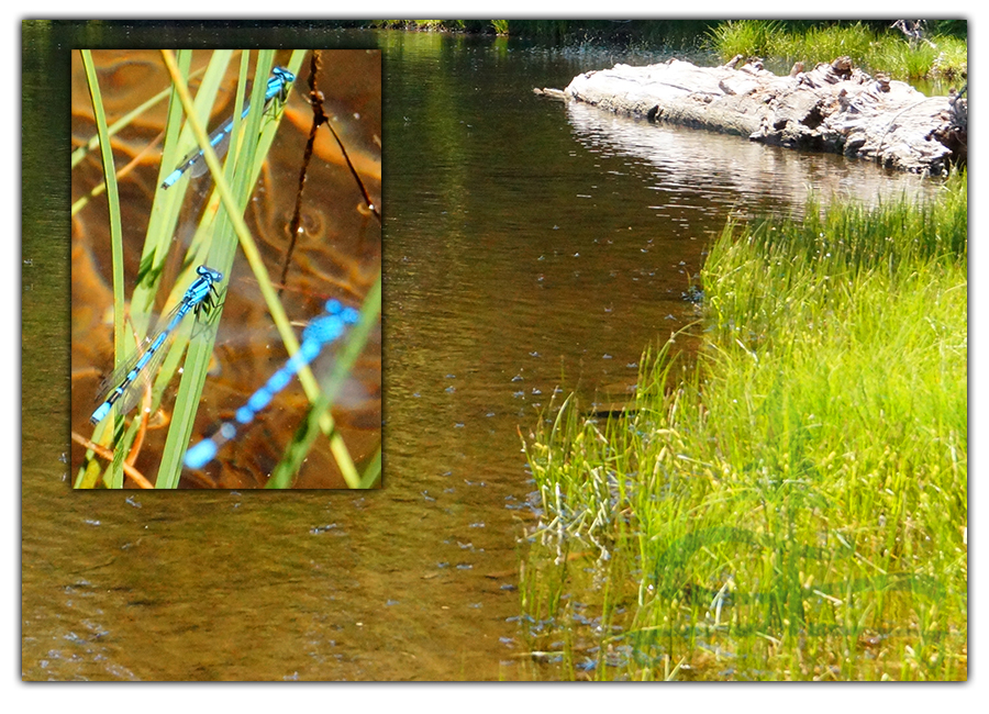 beautiful blue dragonflies by lower rock lake