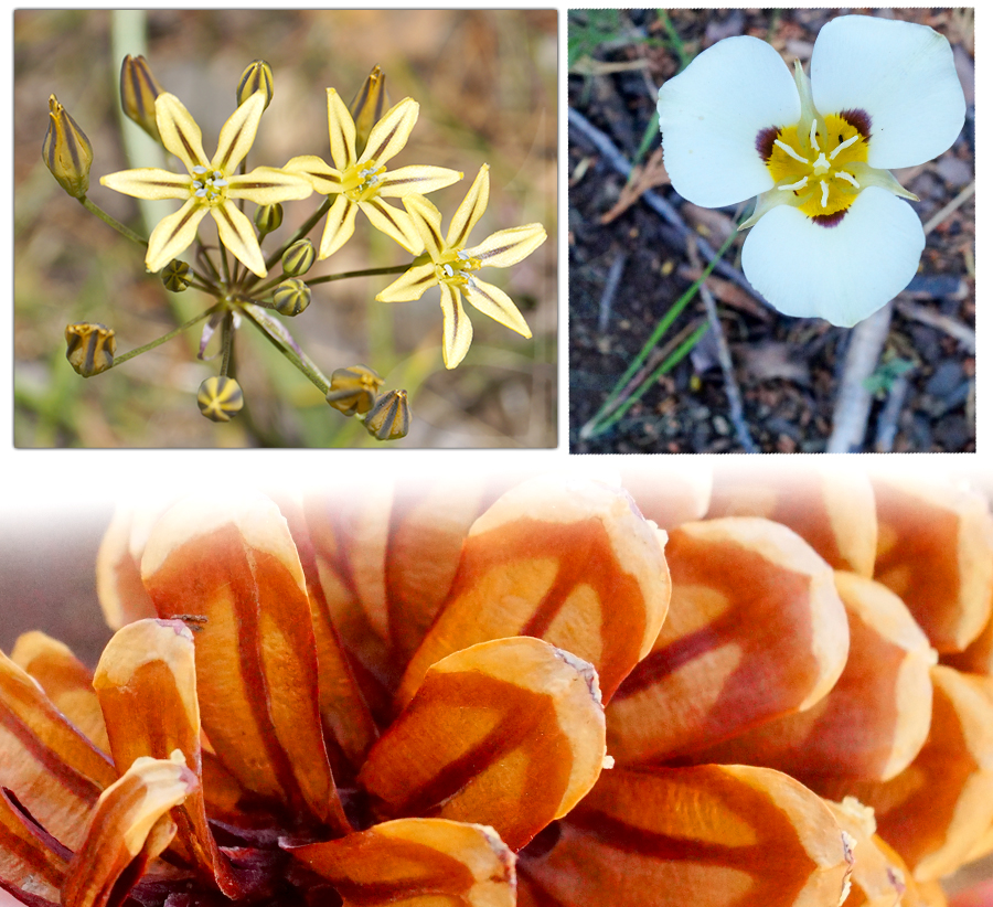 flower and pine cone 