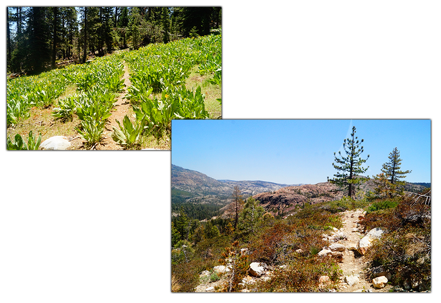 backpacking grouse ridge trail