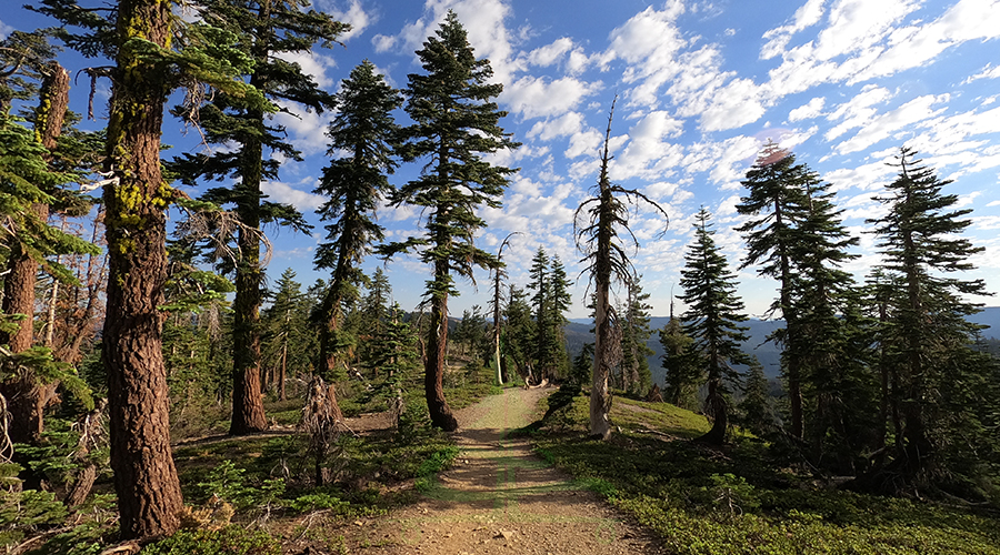 trail in to woods hiking to sierra buttes lookout tower