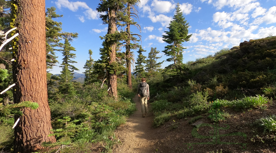 walking in the woods in the lost sierra