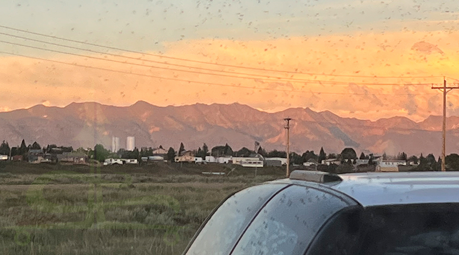 lots of mosquitos near walden reservoir