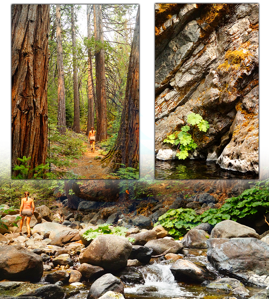 walking through the woods to reach haypress falls