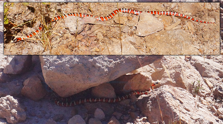 snakes while hiking in chiricahua